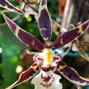 Meet your Posher, Sheila